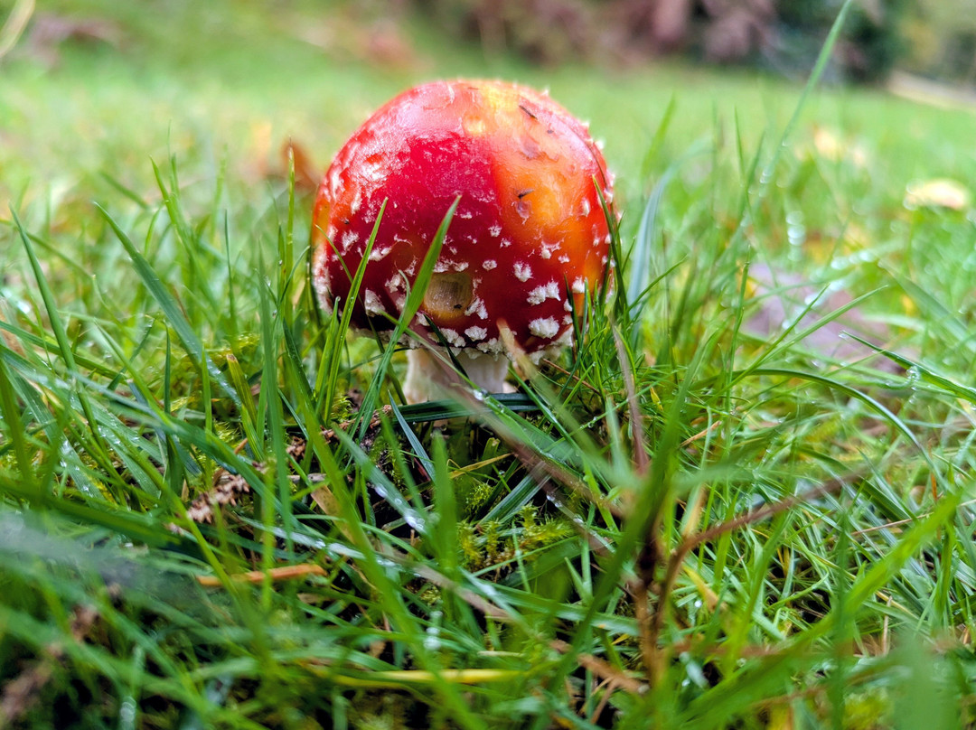 Bolderwood Deer Sanctuary-林德赫斯特必去景点