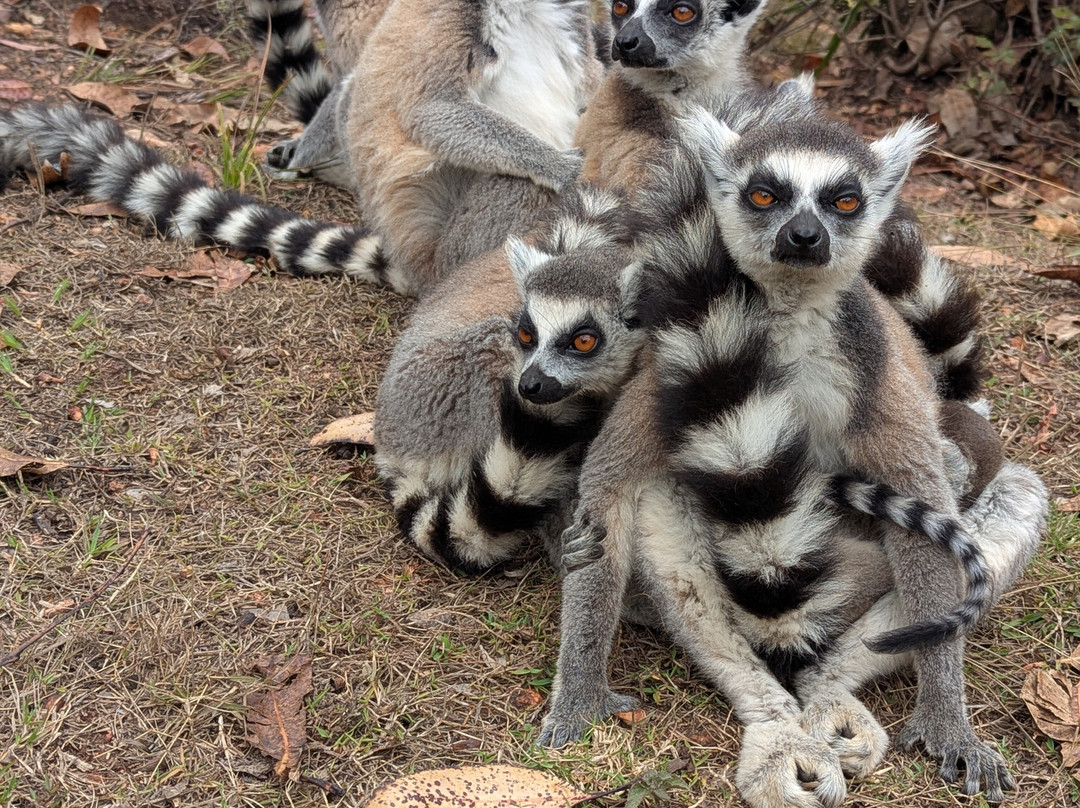 Madagascar Visite Company-安塔那那利佛必去景点