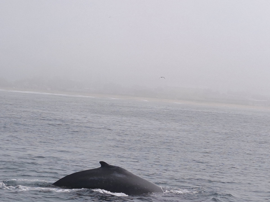 蒙特雷湾观鲸之旅-蒙特雷必去景点