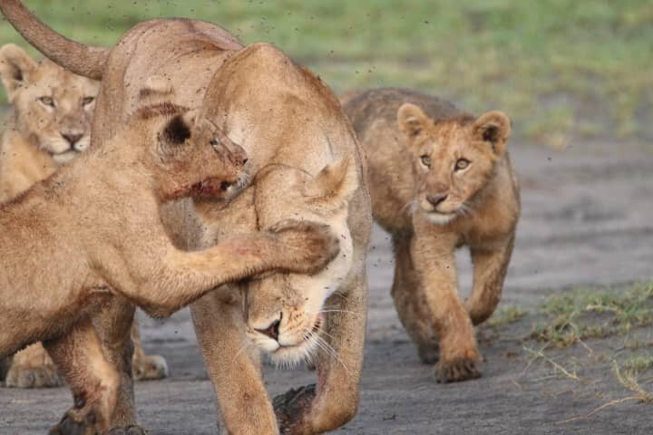 LULU AFRICAN SAFARIS LTD.-阿鲁沙必去景点