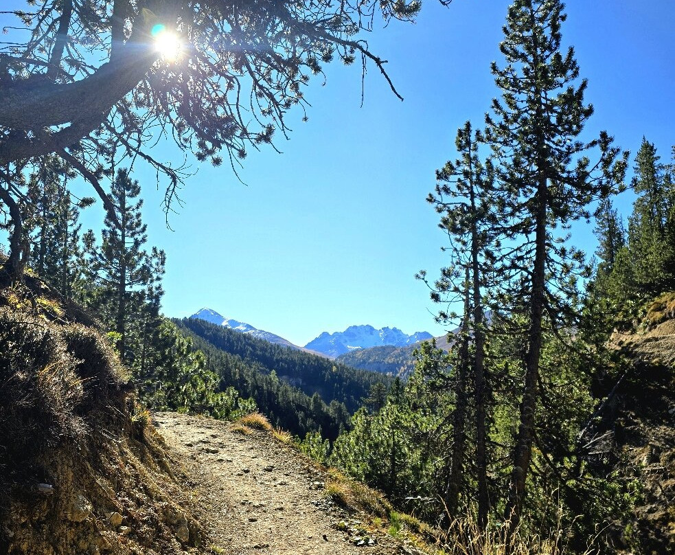 Swiss National Park (Parc Naziunal Svizzer)-Zernez必去景点
