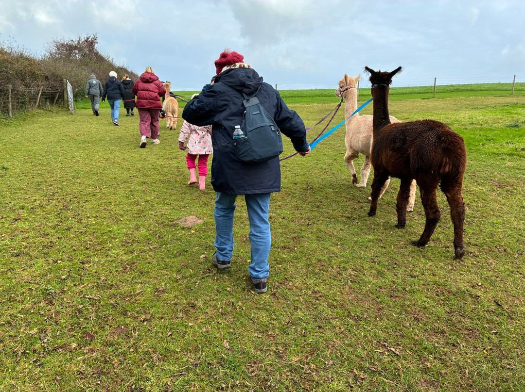 Pembrokeshire Alpaca Trekking-腾比必去景点
