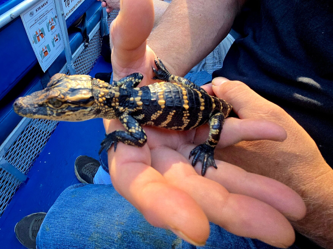 Louisiana Tour Company-Marrero必去景点