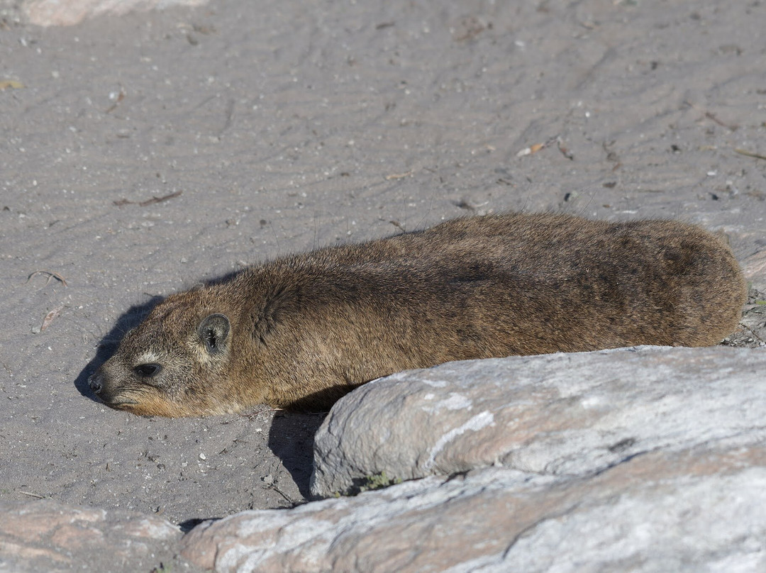 Stony Point Nature Reserve-Betty's Bay必去景点