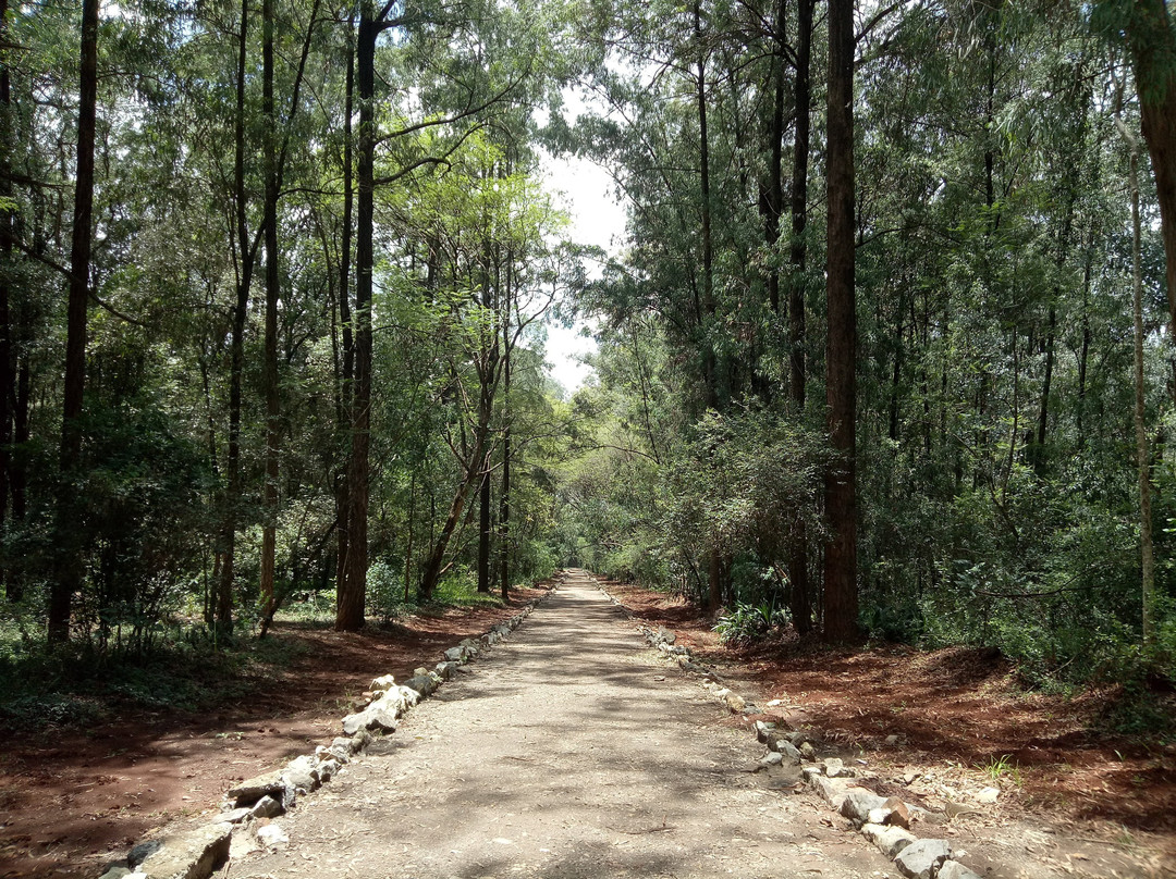Nairobi Arboretum-内罗毕必去景点