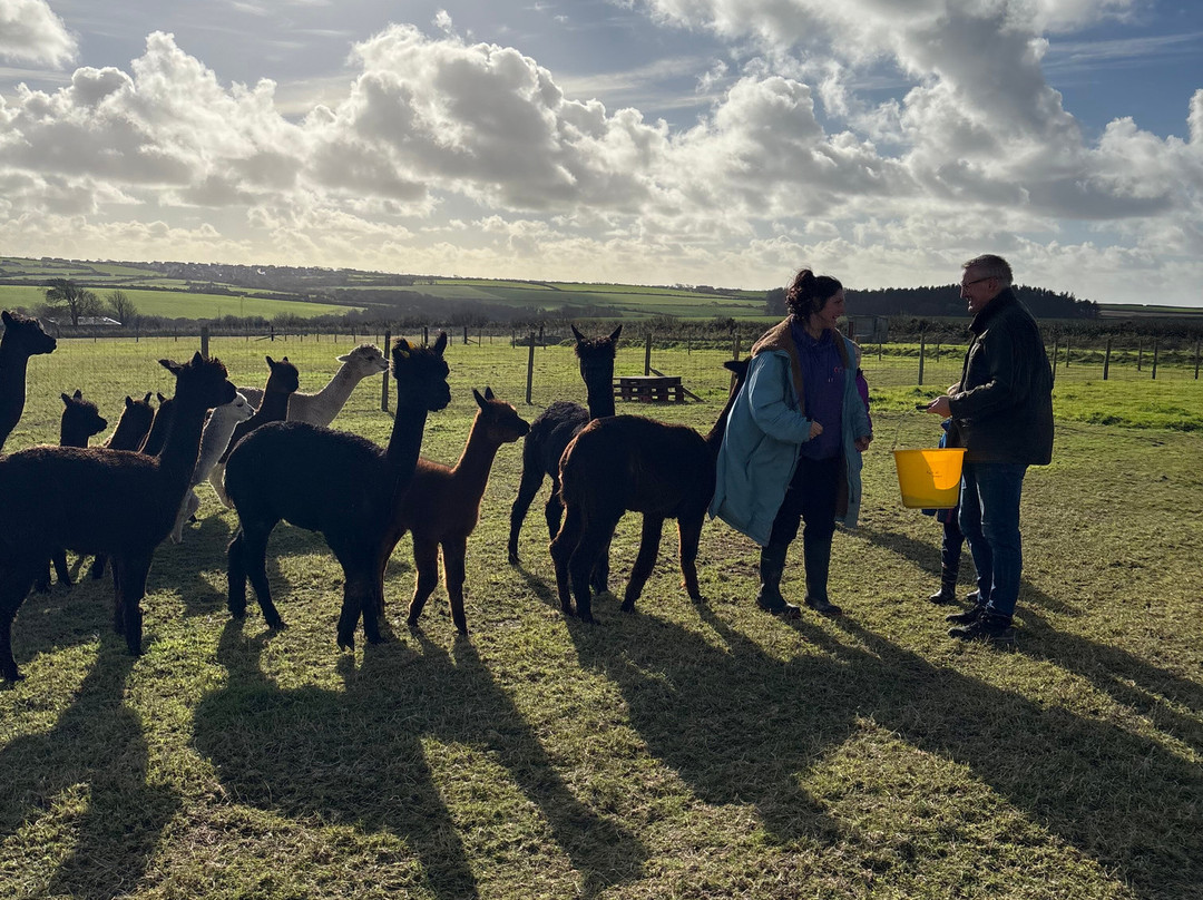 Sweet Home Alpaca-Roch必去景点