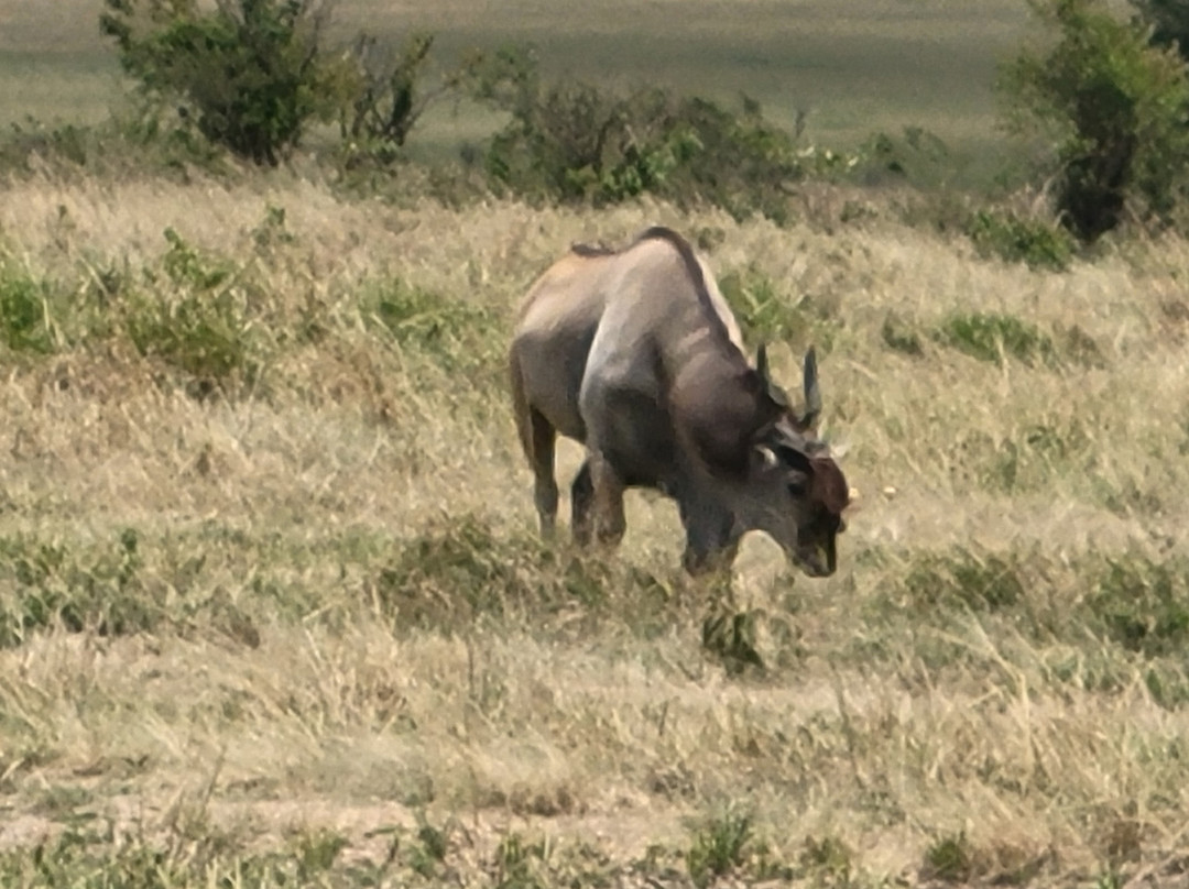 The Olmalaika Trust-Sekenani必去景点