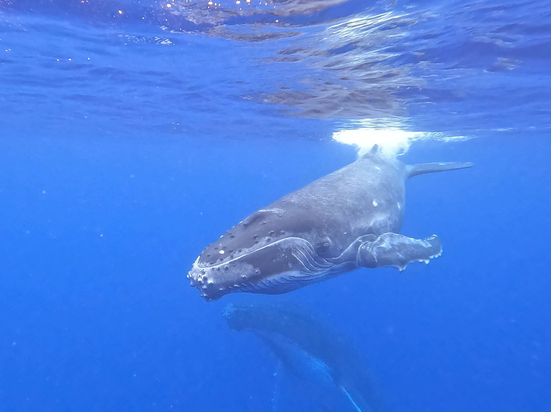 Scubapiti-莫雷阿岛必去景点
