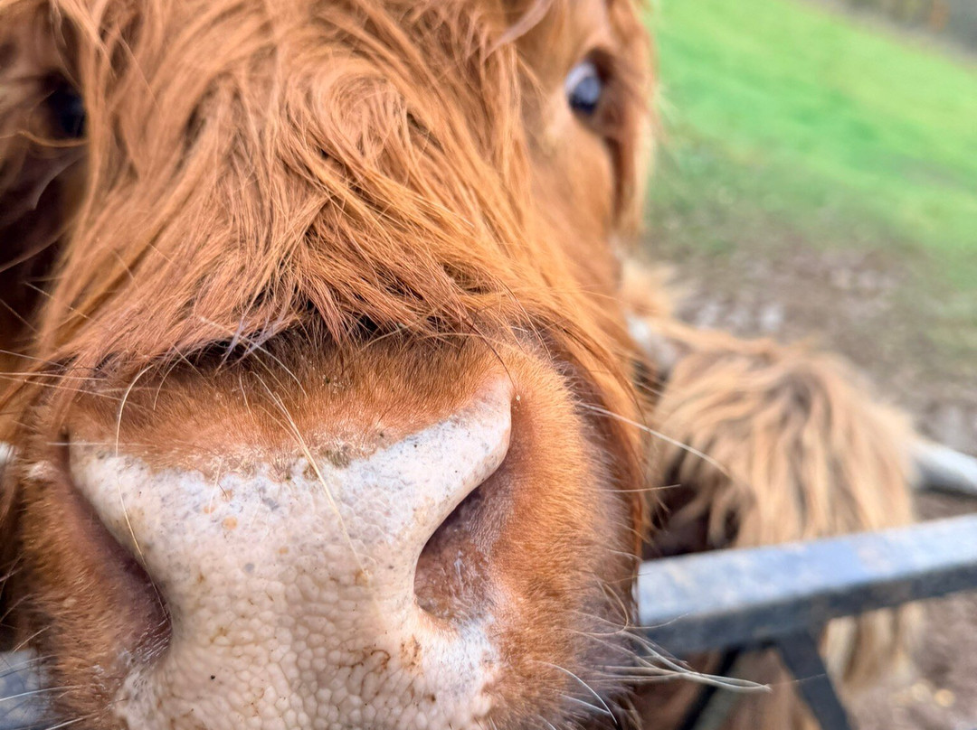 Lindores Equestrian-Newburgh必去景点