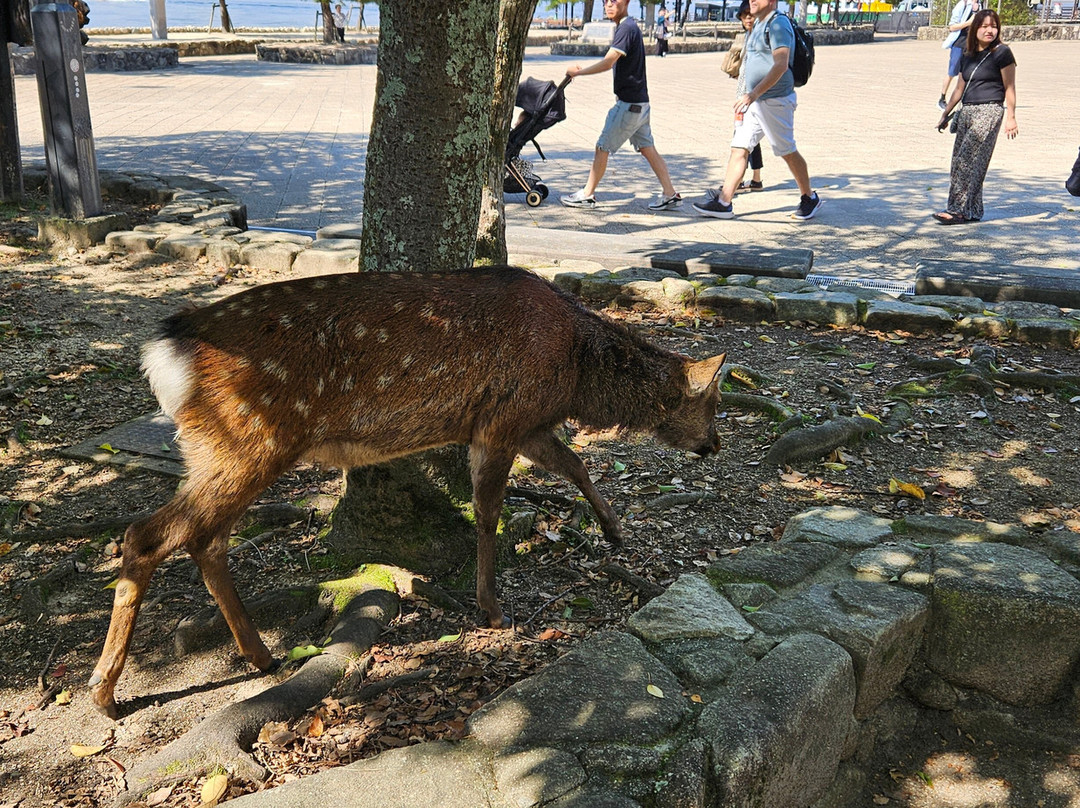 Mikasahama Beach-廿日市市必去景点