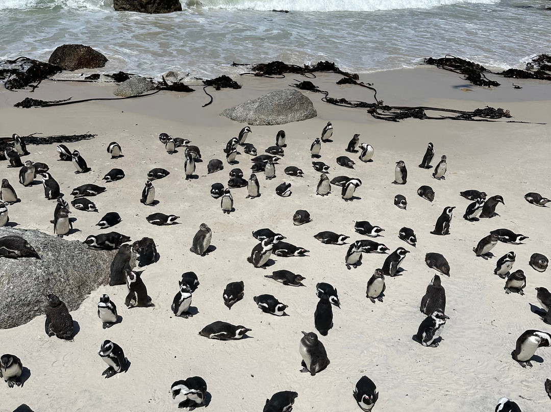 Jarat Tours-Cape Peninsula National Park必去景点