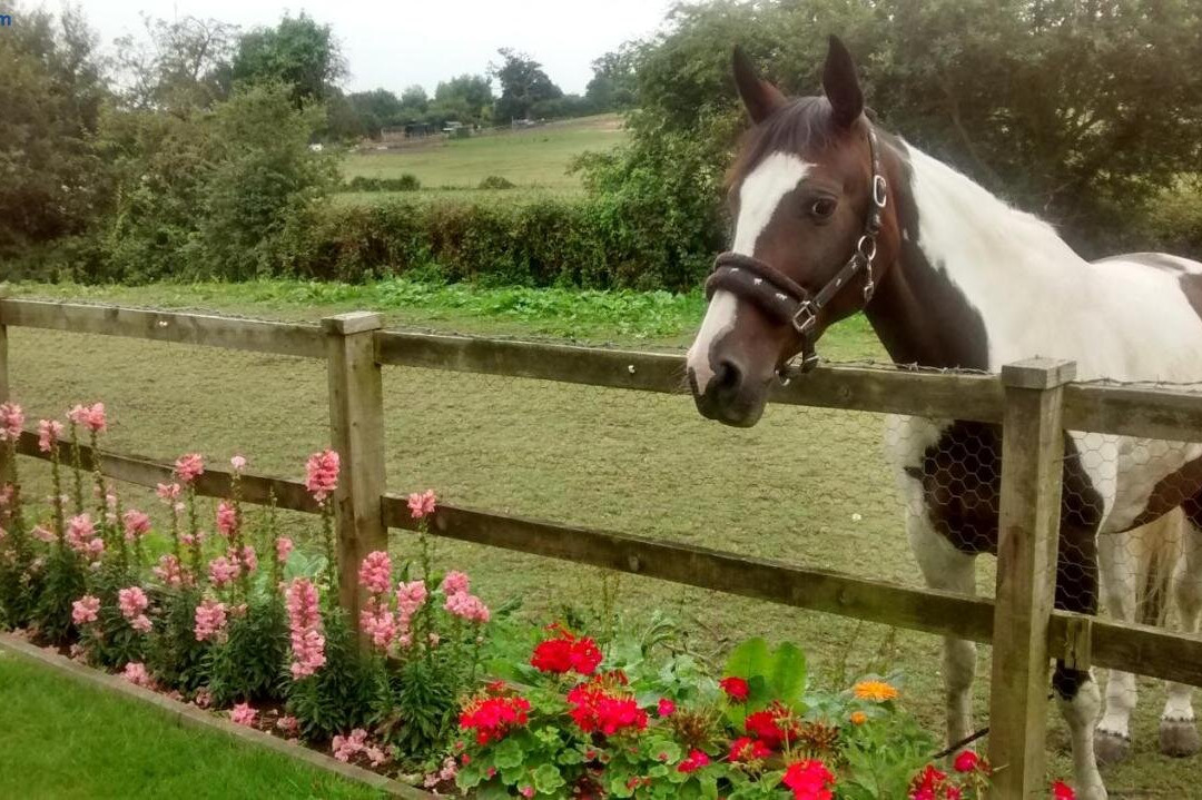 Cripple Creek Guest House主图