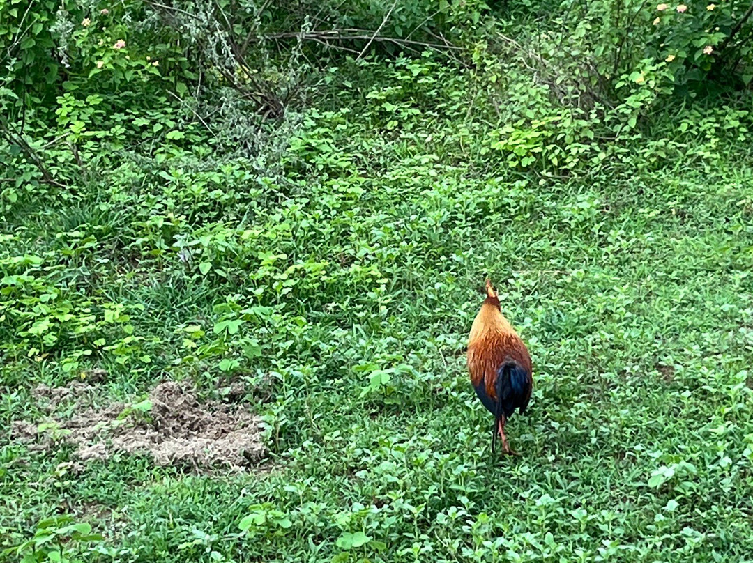 Niluka Safari-乌达瓦拉瓦必去景点