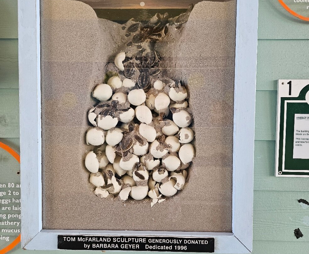 Loggerhead Marinelife Center-朱诺海滩必去景点