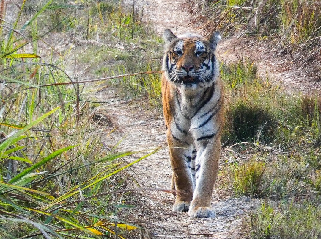 Chitwan National Park-苏拉哈必去景点