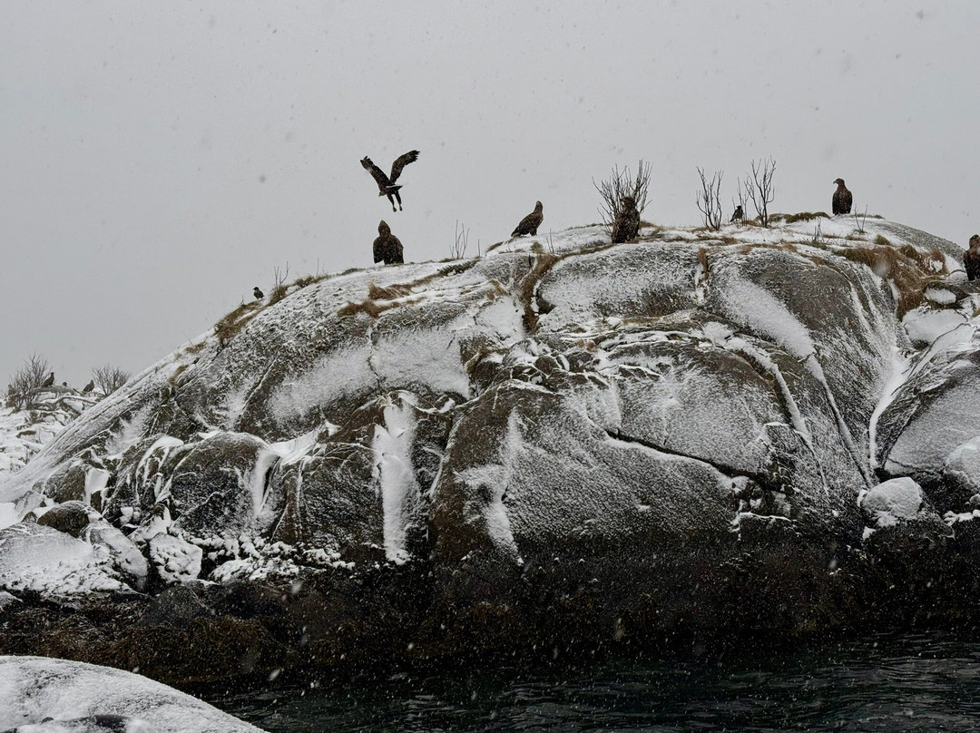 Go2Lofoten-斯沃尔韦尔必去景点