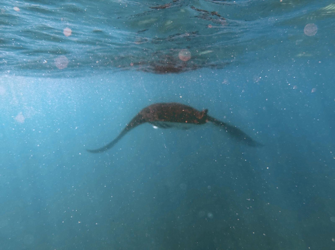 Fulidhoo Dive & Water Sports-Fulidhoo必去景点
