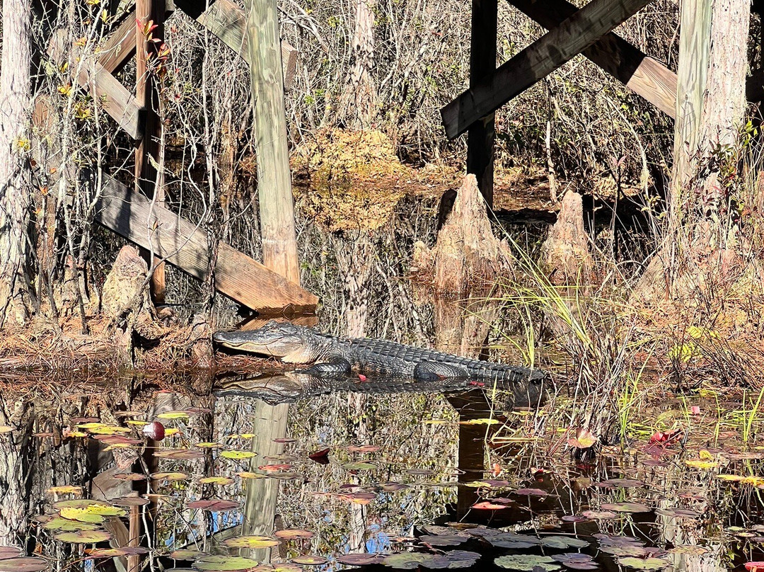 Okefenokee Swamp Park-Waycross必去景点