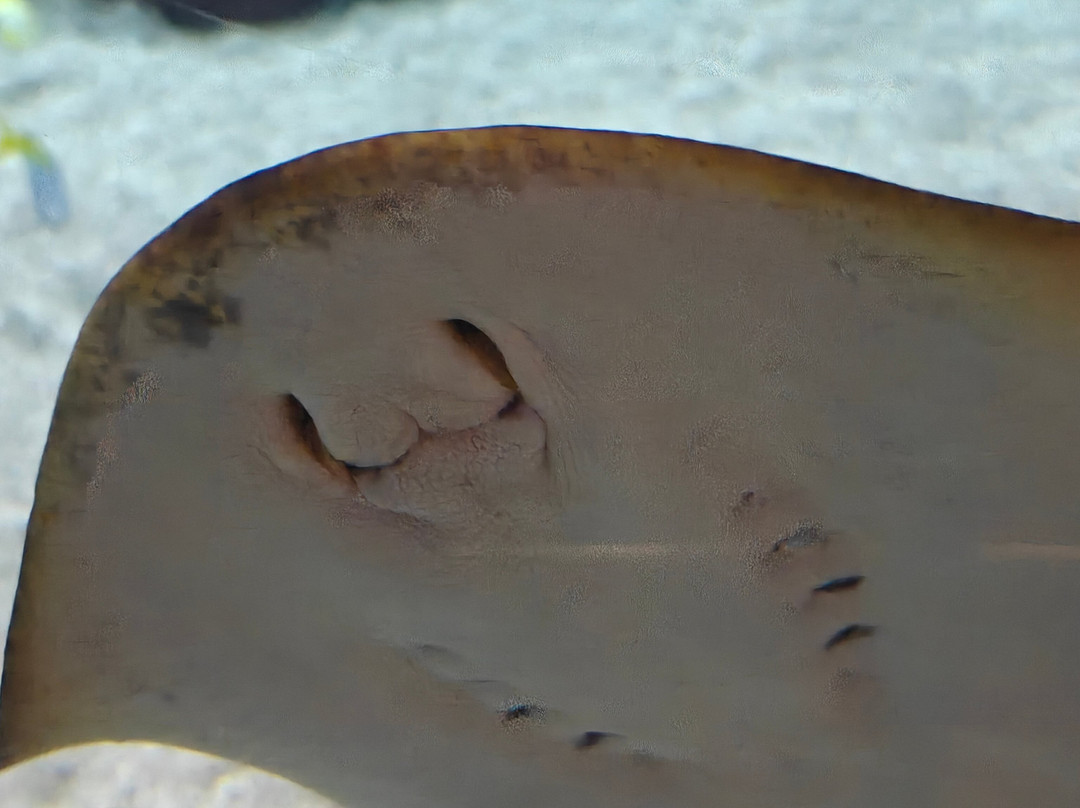 The Deep-赫尔河畔金斯顿必去景点