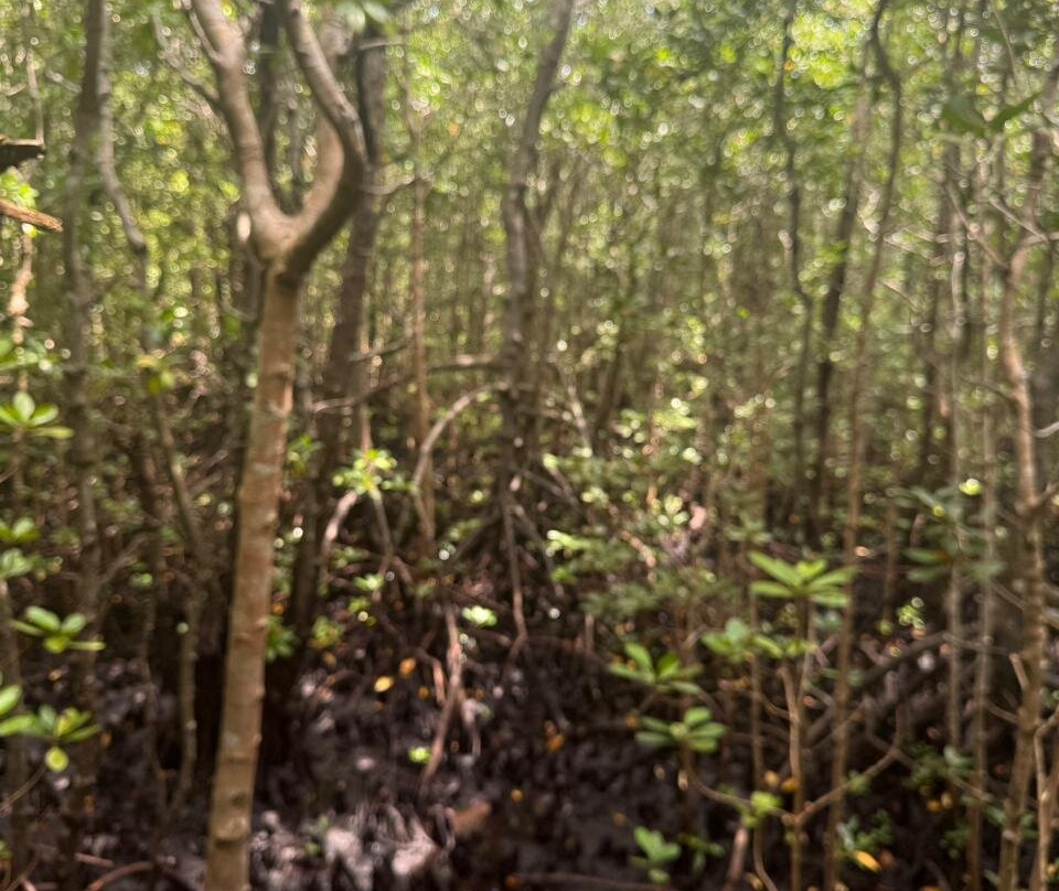 GoSmart Zanzibar Tours & Safari-Kiembi Samaki必去景点