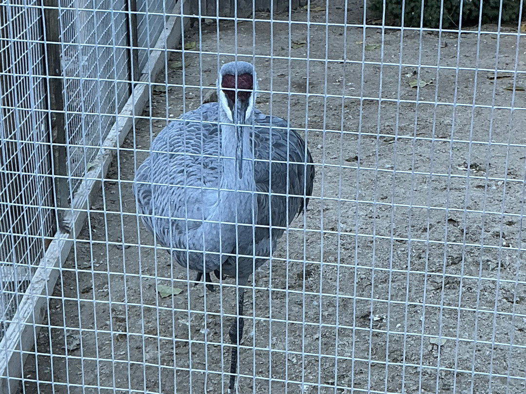 Big Bear Alpine Zoo at Moonridge-大熊湖必去景点