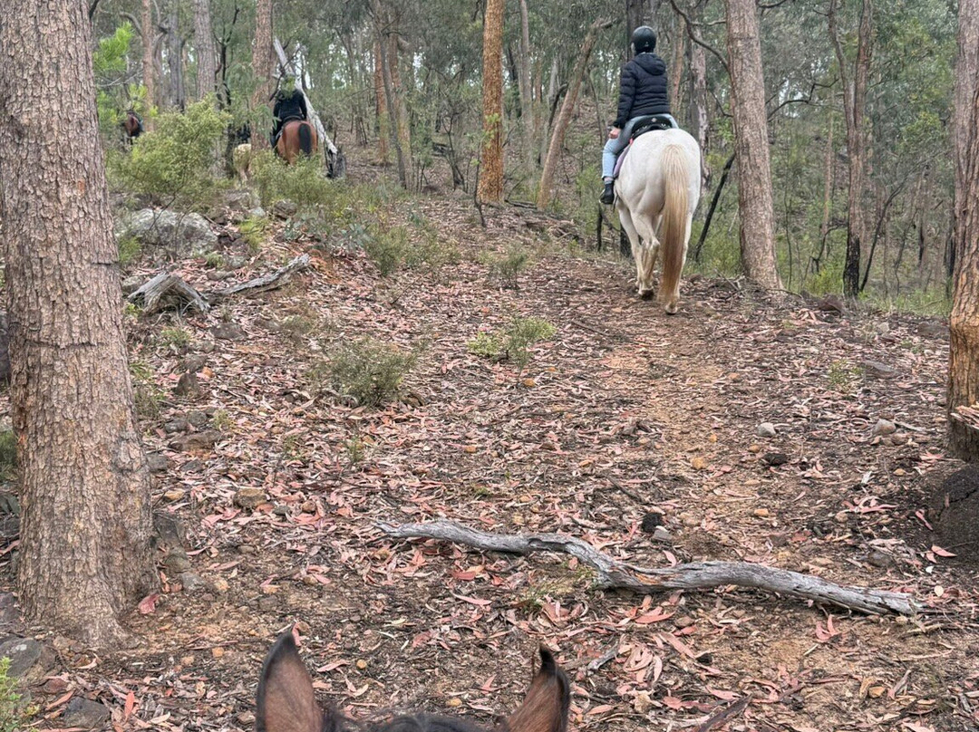 Chapman Valley Horse Riding-Howes Valley必去景点
