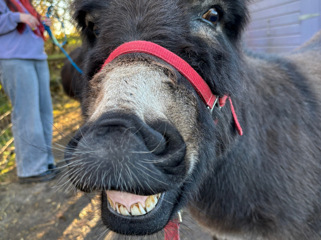 Huckleberry Woods-Faversham必去景点