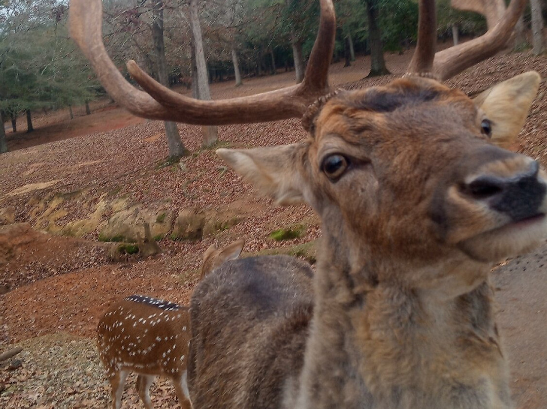 Wild Animal Safari-Pine Mountain必去景点