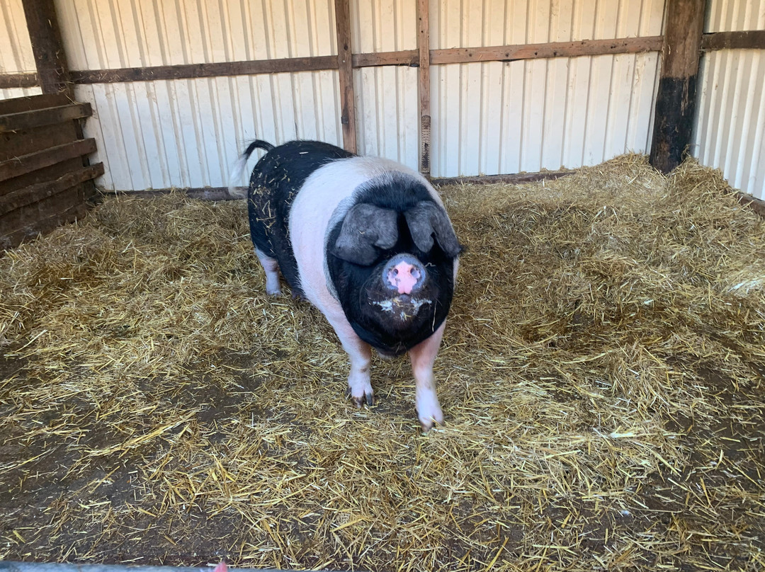 Thrift Farm-Whaddon必去景点