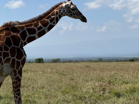 African Savannah Holidays-内罗毕必去景点