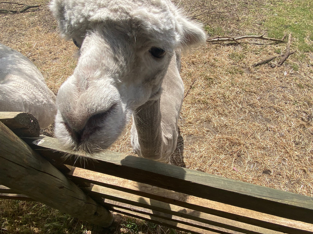 Scoops Farm-玛格丽特河必去景点