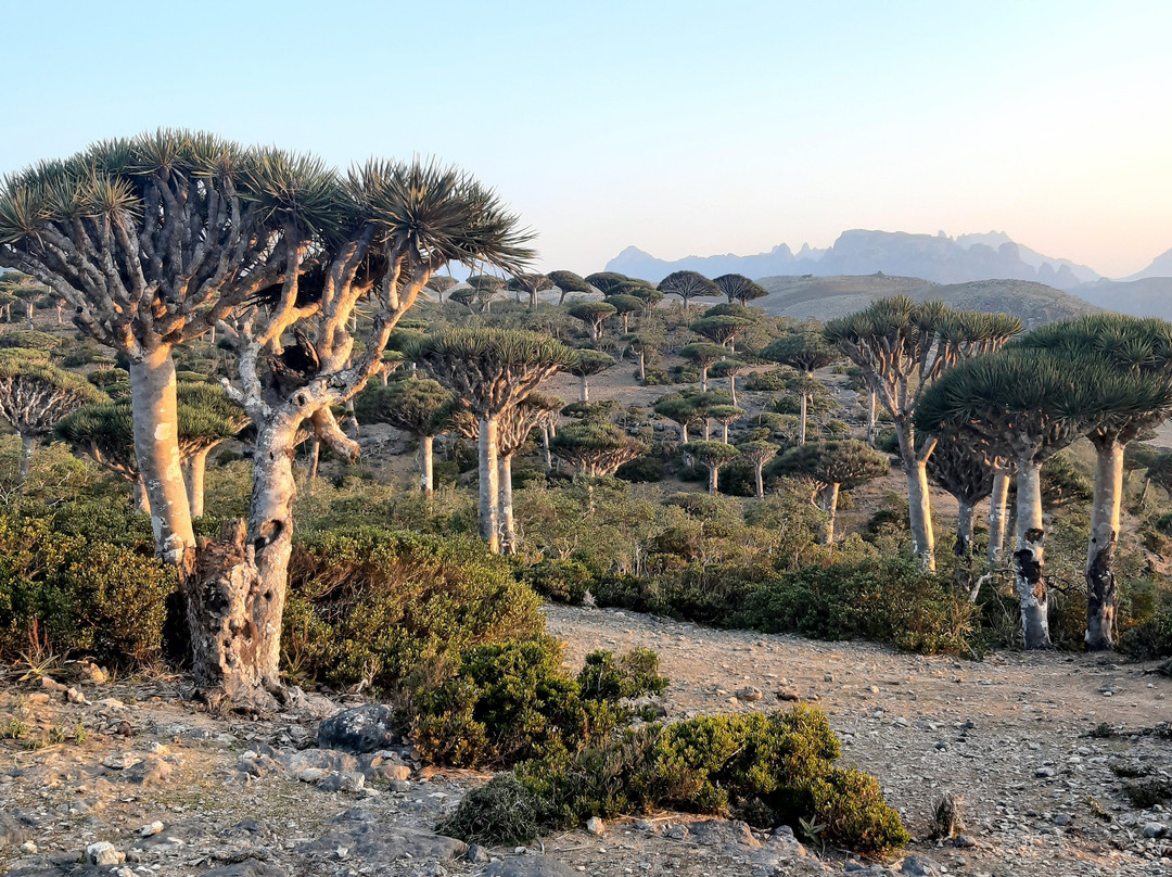 Wild Spirit Socotra-Hadiboh必去景点