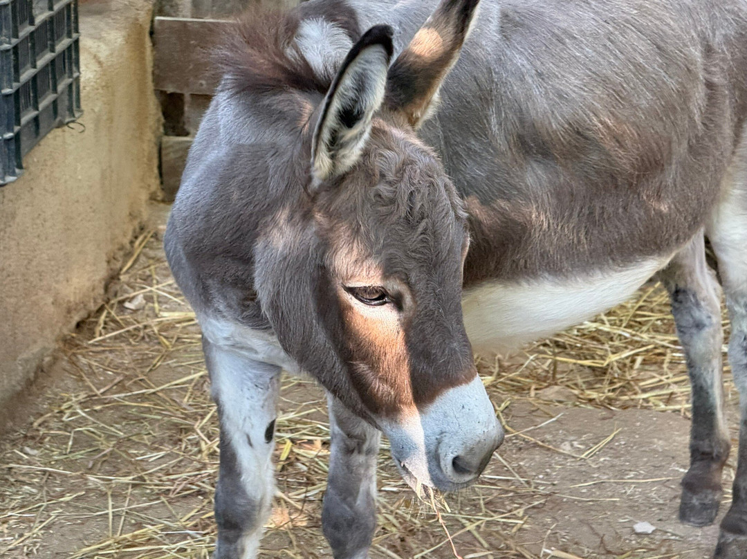 Akumal Monkey Sanctuary & Rescued Animals-艾库玛尔必去景点