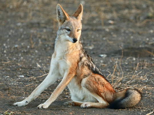 Kimburi Tours-德班必去景点