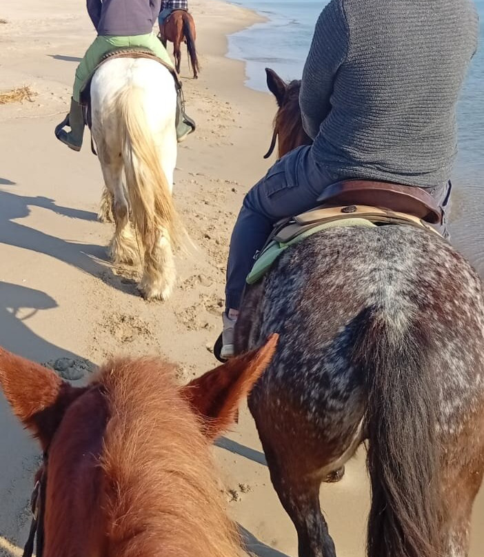 Family Horses 373-5361953-Marina di Ginosa必去景点