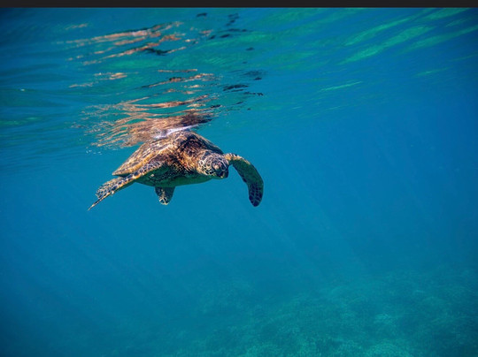 Ocean Project Maui LLC-拉海纳必去景点