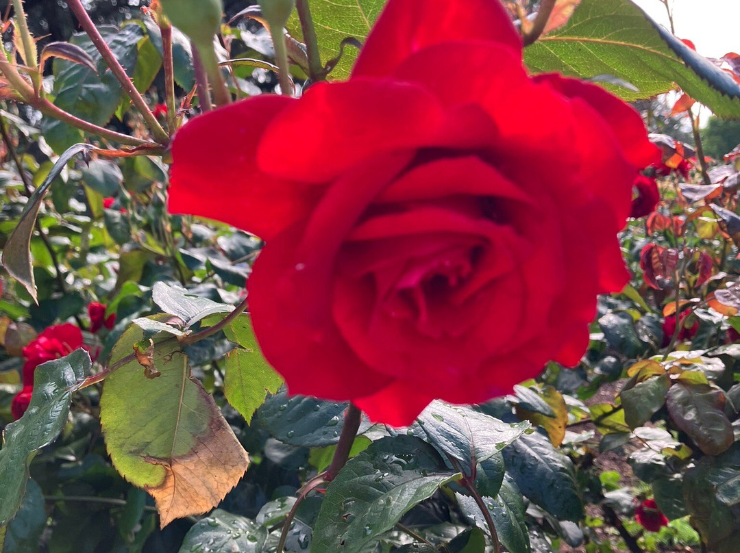 帕内尔玫瑰花园-奥克兰中心地区必去景点