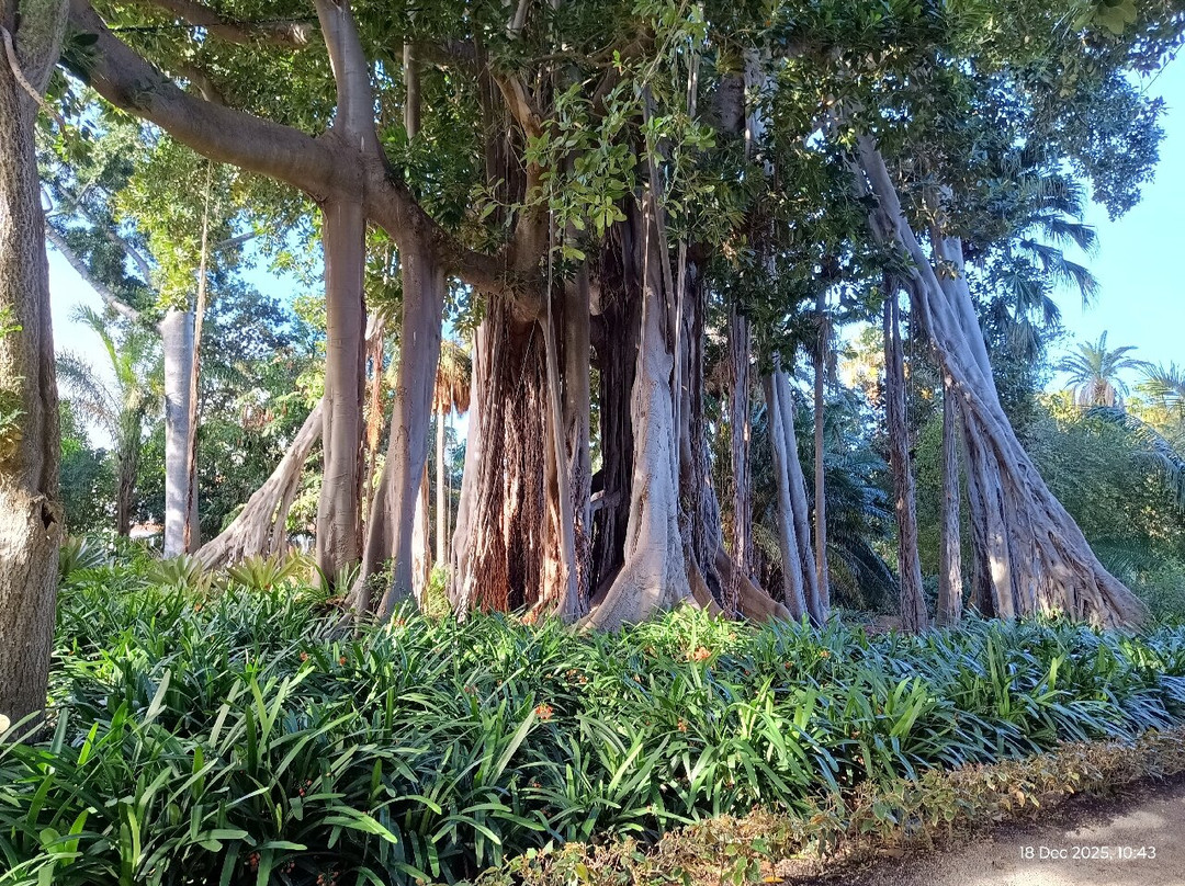 Botanischer Garten-德拉克鲁兹索尔港必去景点
