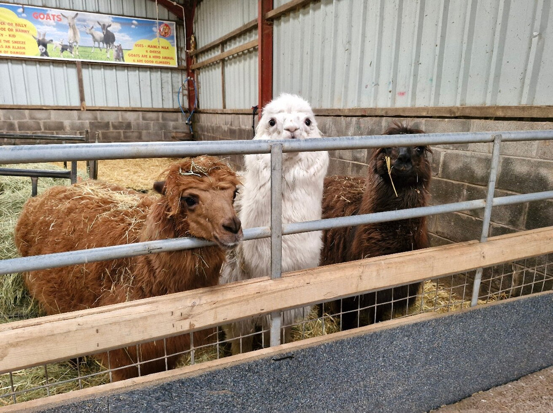 Cantref Adventure Farm and Riding Centre-布雷肯必去景点