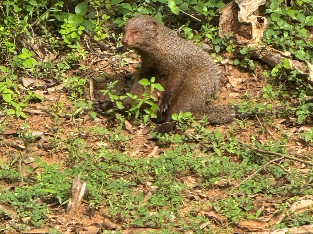 My Vacation at Lanka-Ratmalana必去景点
