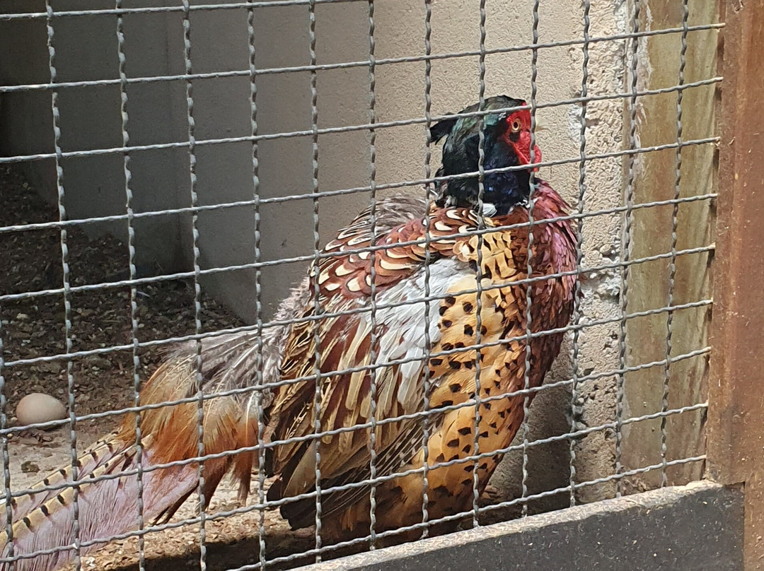 Jardim dos Pinhais Ecco Parque-圣安东尼奥杜皮尼亚尔必去景点