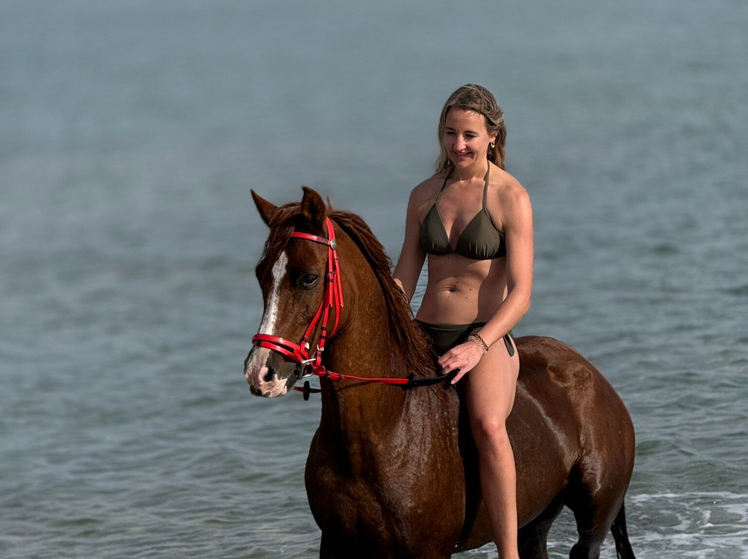 Yallahorse Stable-艾高娜必去景点