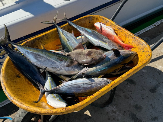 Gordo Banks Pangas-圣何塞卡波必去景点