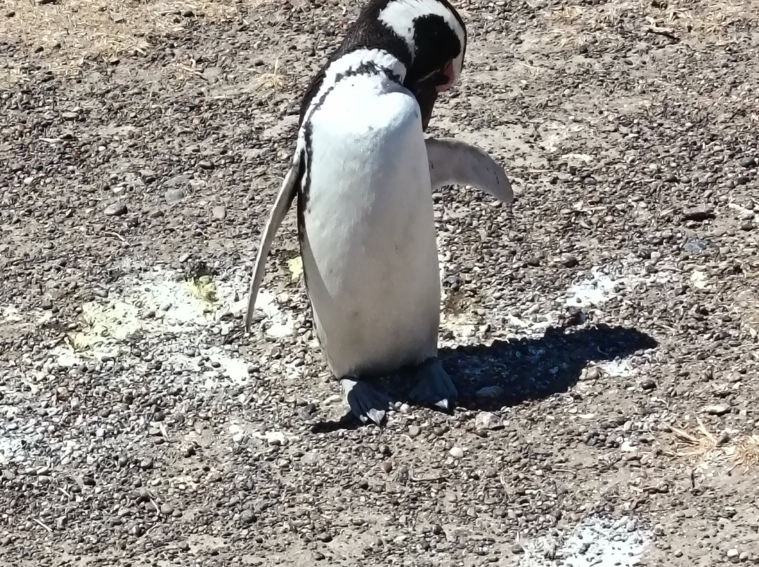 瓦尔德斯半岛-马德林港必去景点