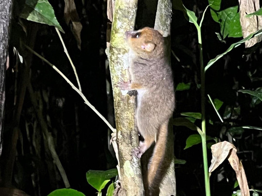 Viro Nomads Travel Co.-Ranomafana必去景点