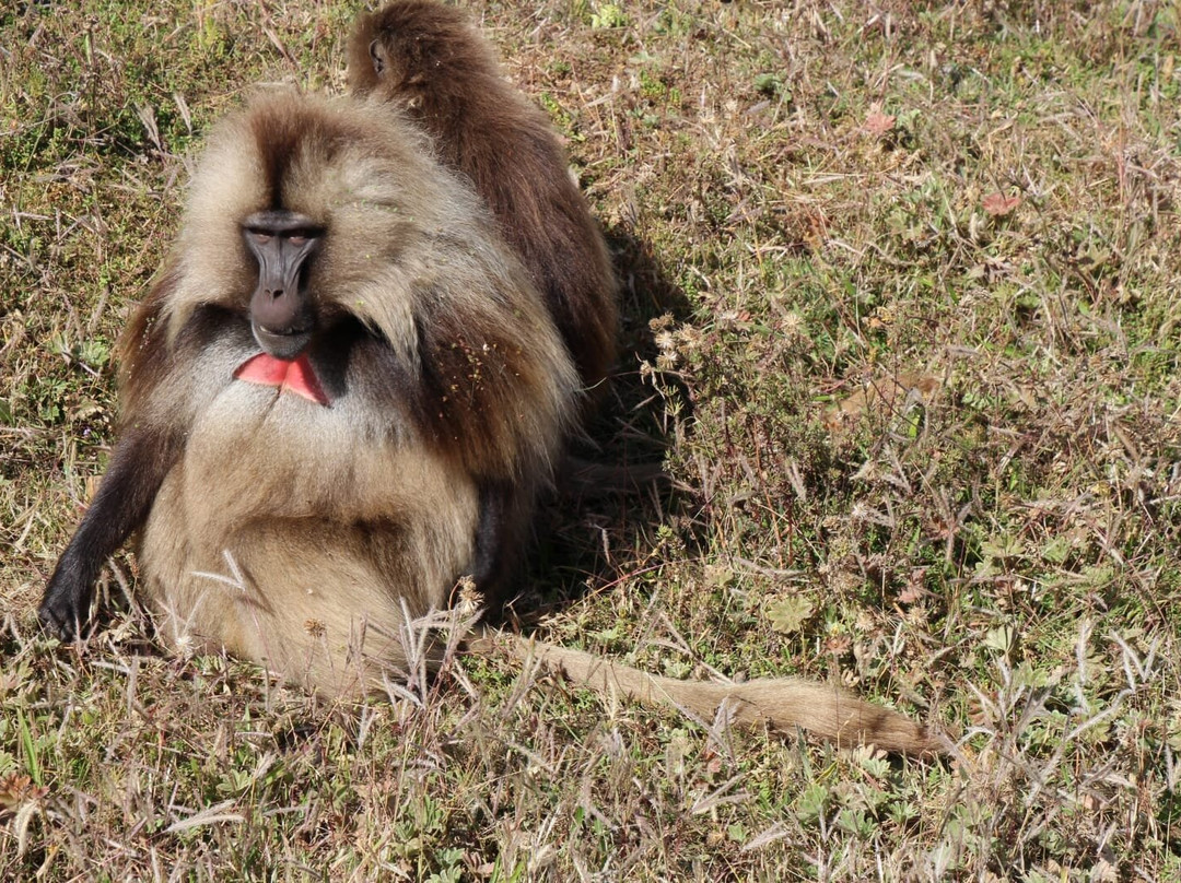 Ethio Target Tour & Travel-亚的斯亚贝巴必去景点