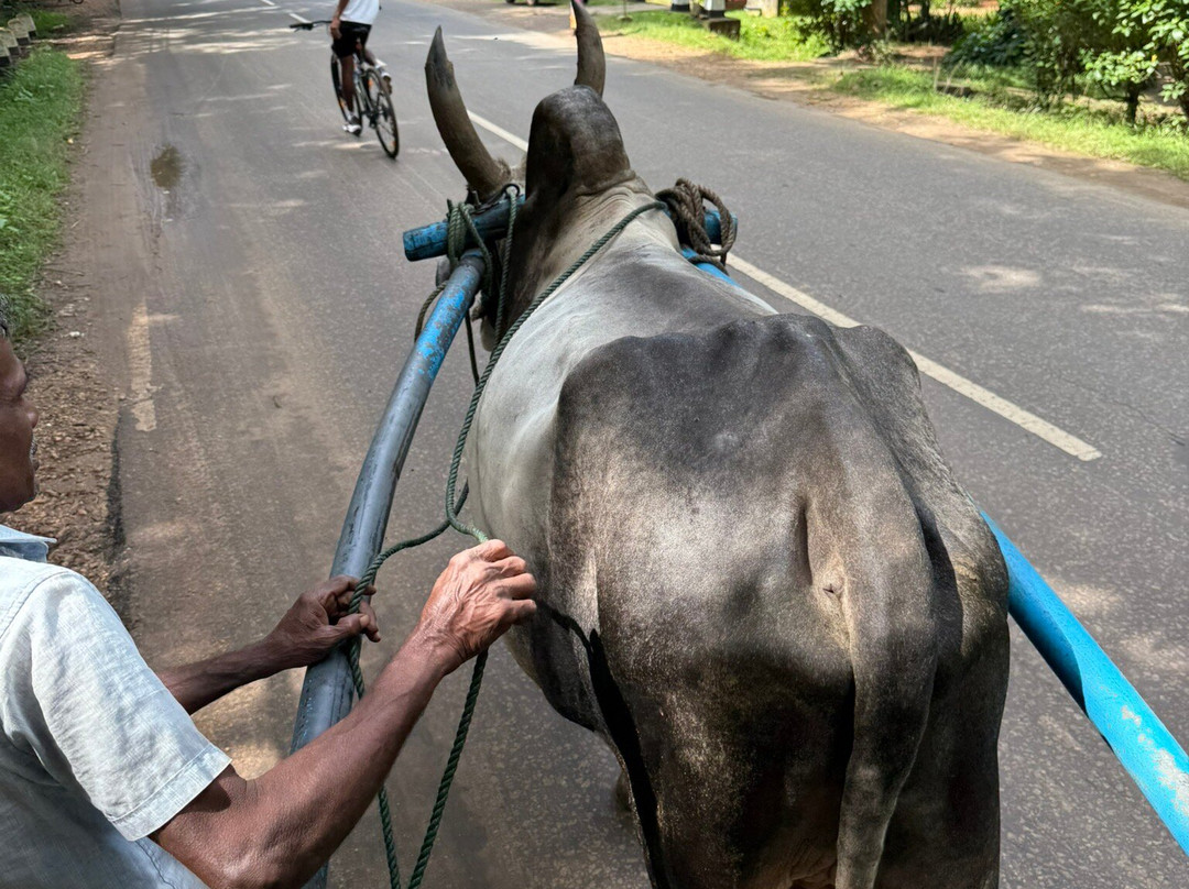 Lanka Tour Experts-加勒必去景点