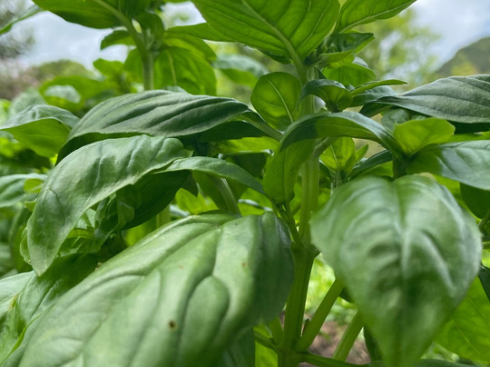 Fruta Fina Orgânicos-Urubici必去景点