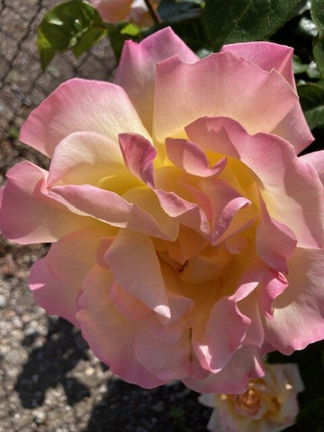 Historic Union Cemetery-雷德伍德城必去景点