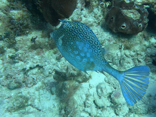 Only Blue Diving Dreams-Cockburn Town必去景点